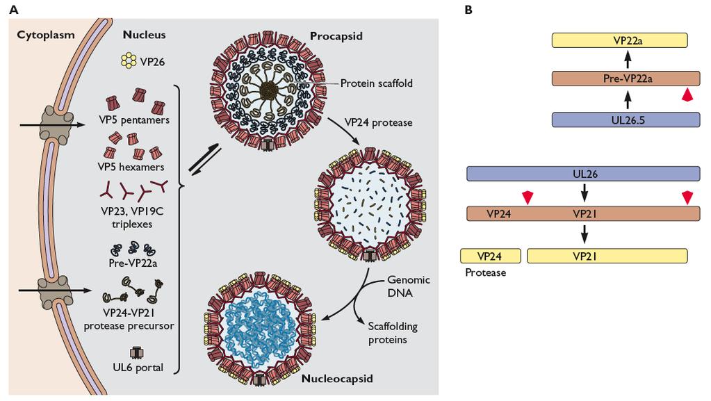 {sequenoal} Viral scaffolding proteins establish transient intermediate structures viral