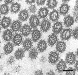 Influenza virus RNA packaging