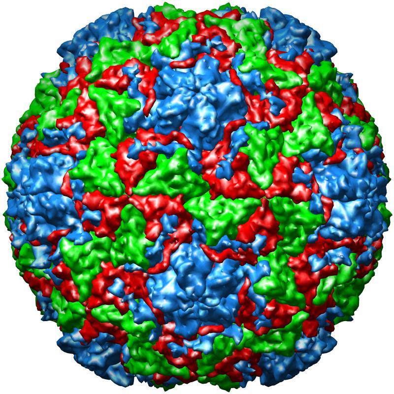 resistant capsid Rhinovirus virions are inacovated in the