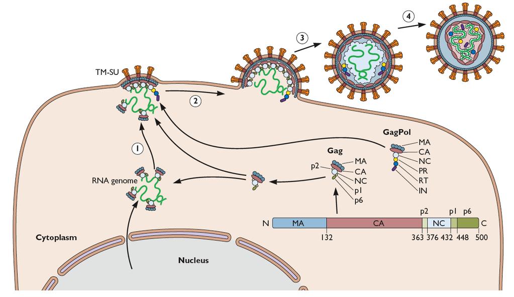 When synthesized alone, Gag directs budding of virus- like parocles