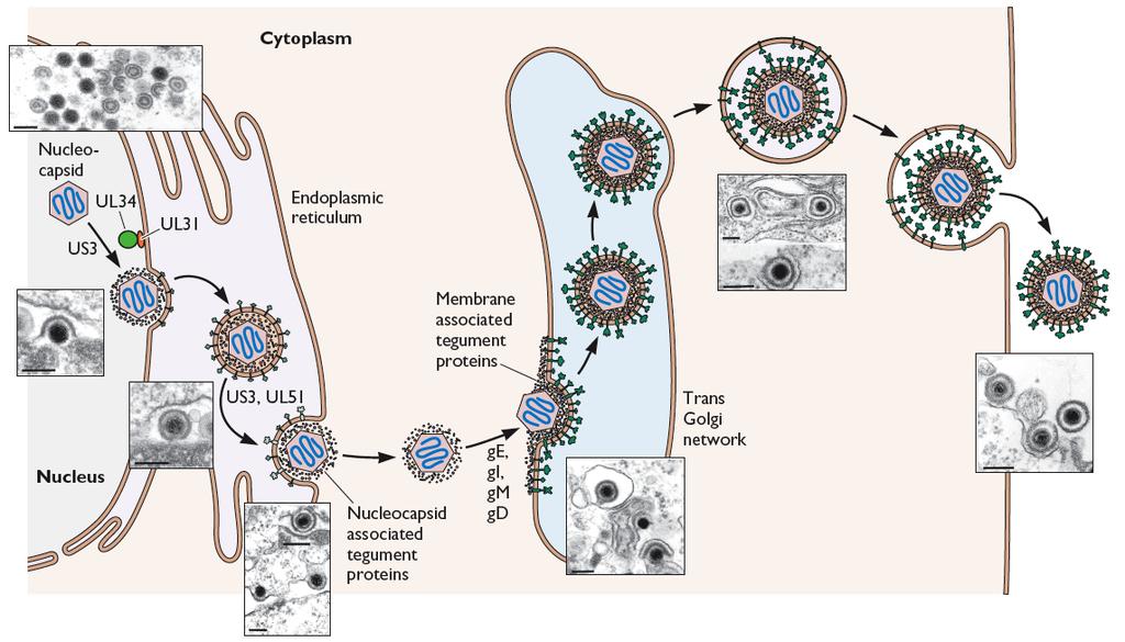 Exocytosis: reverse of endocytosis; used by viruses that assemble within