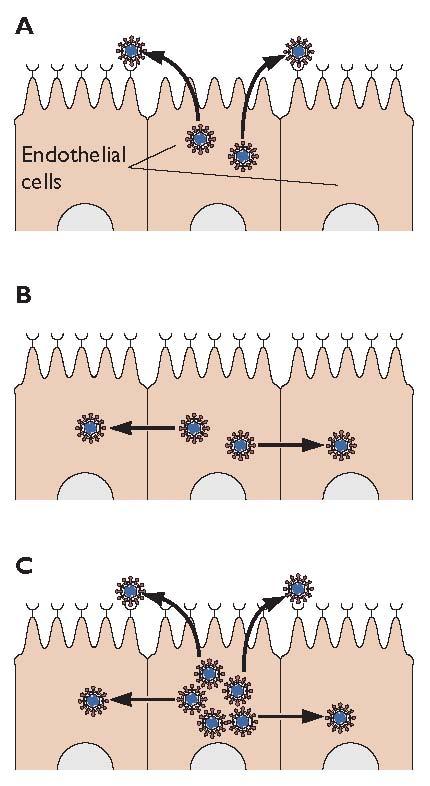 Egress (exit) in vivo is a controlled process, ozen polarized Via apical surface places virus in the outside world (sneezing) Via basal surface of epithelial cells places virus