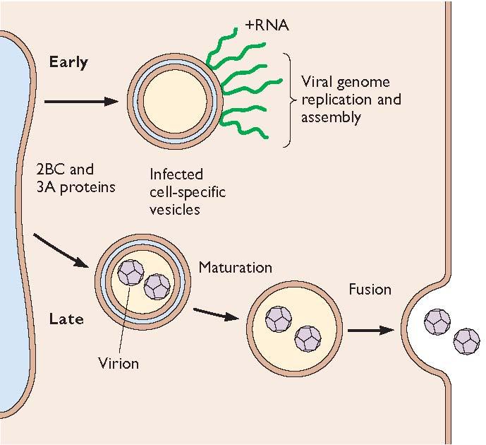 secretory pathway in poliovirus-infected cells.