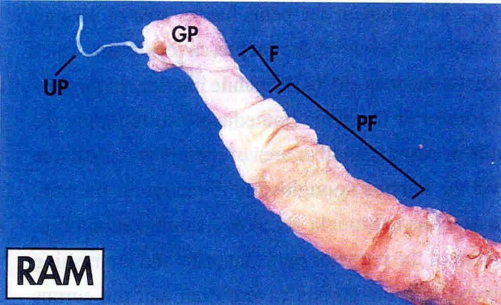 Glans penis Free end of penis Urethral process Preputial fold Distal