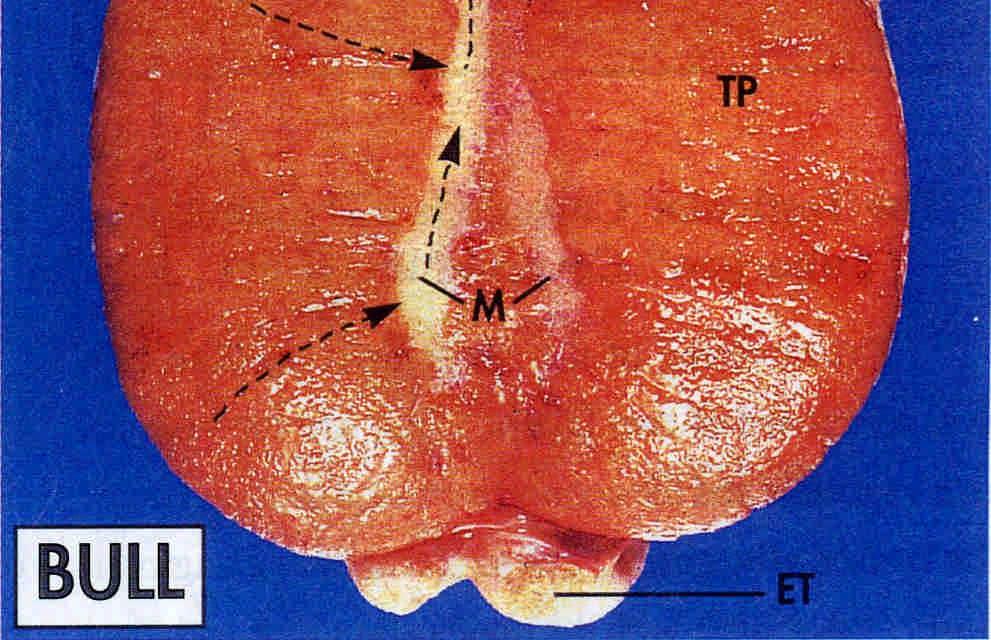 papiniform plexus TP: Testicular parenchyma
