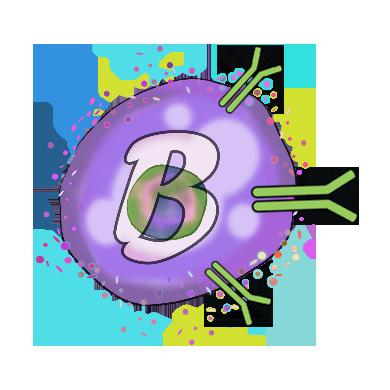 B cells also play an important role in protecting our bodies; they produce and release special proteins called antibodies. a. Antibodies stick to the surface of germs in our bodies, thus disabling them and also making them a target for another type of cell called macrophage (mack -row-fage).