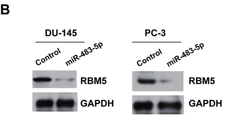 demonstrated that mir-483-5p overexpression dramatically suppressed endogenous RBM5 protein levels (Figure-3B).