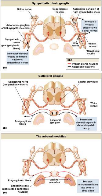 SANS Ganglionic Neurons Occur in 3 locations: sympathetic