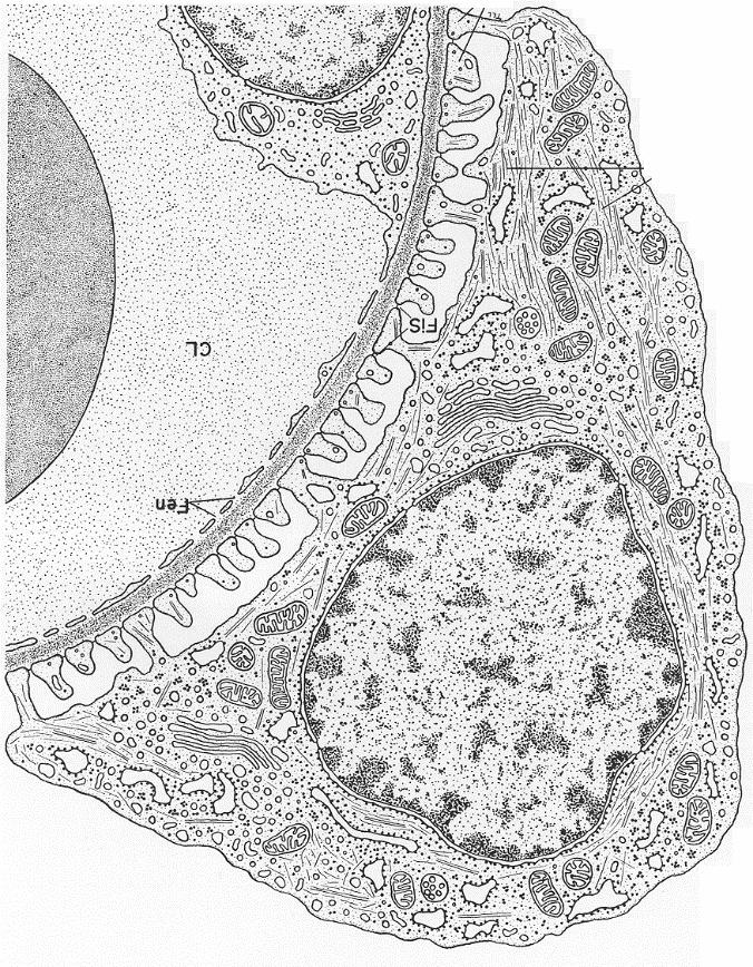 Nephron Glomerulus 3 Lamina rara externa Lamina densa Lamina rara