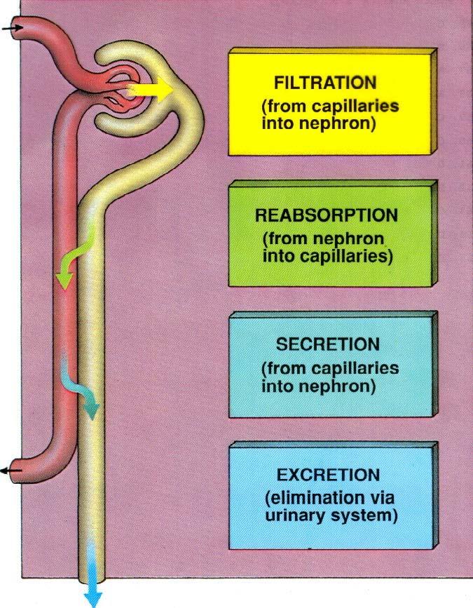 Functions of urinary system 1. Regulating blood volume and pressure 2.