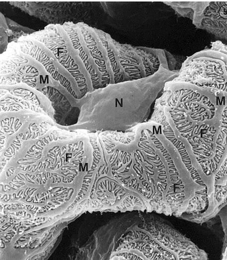Nephron Glomerulus Podocyte 3 SEM of
