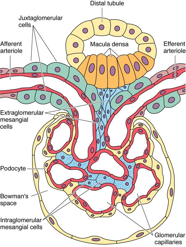 Nephron Tubular section Juxtaglomerular apparatus 1 Macula densa Monitors osmotic concentration in the fluid in the nephron and secretes localhormones that alter JG cell secretion.