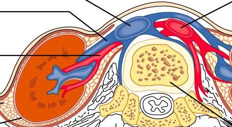 Blood circulation Vena cava inferior Renal vein Abdominal aorta