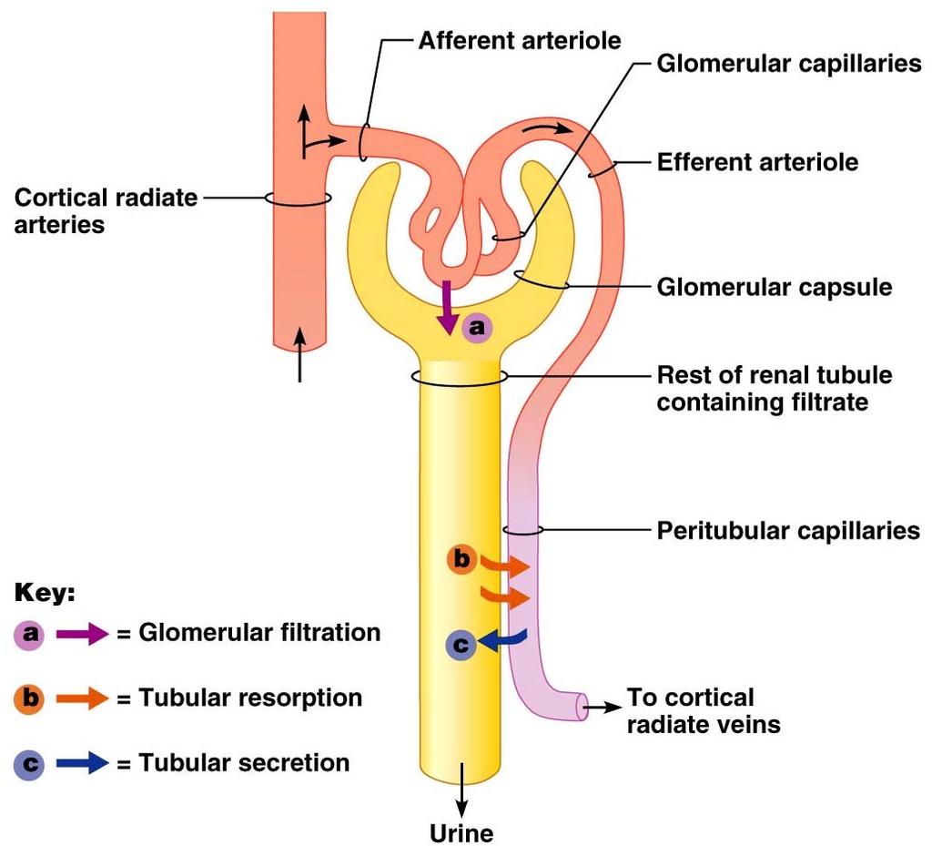 Blood circulation Peritubular capilaries Peritubular capilaries arise from efferent arterioles of