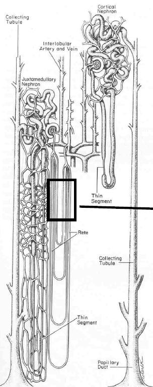 Blood circulation Vasa recta arose from efferent