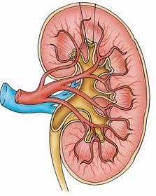 Overall organization of kidney Medial Lateral Hilum portal for renal vessels, nerves and urether Renal sinus cavity deep to hilum