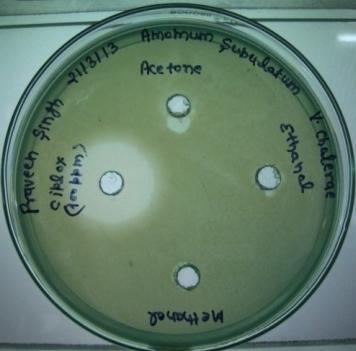 alginolyticus Fig 3: The antibacterial activity of Amomum subulatum 