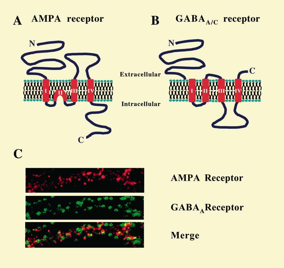 Kittler and Moss Figure 1: Subunit structure of the AMPA and GABA A/C receptors. (A) Structure of the AMPA receptor subunit with four membrane domains and extracellular N- and intracellular C-termini.