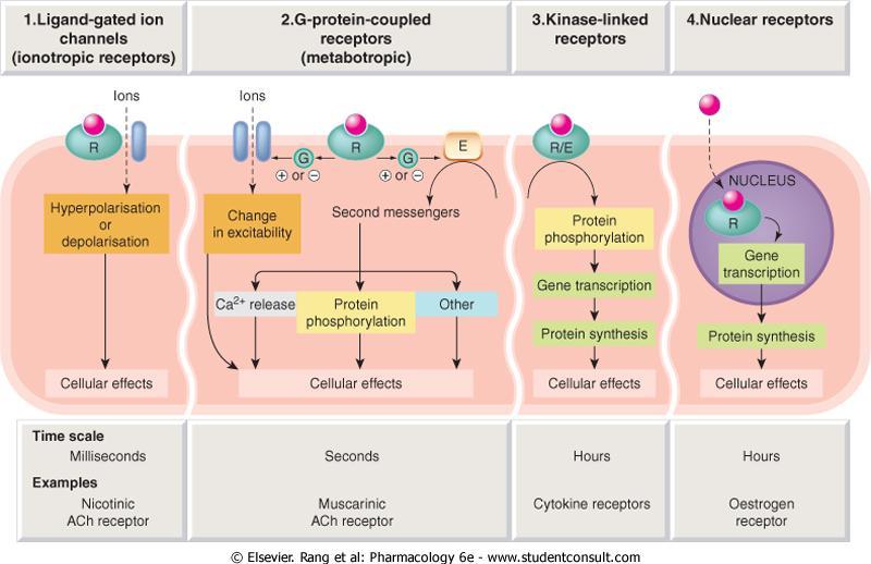 Physiological receptors Ion channels