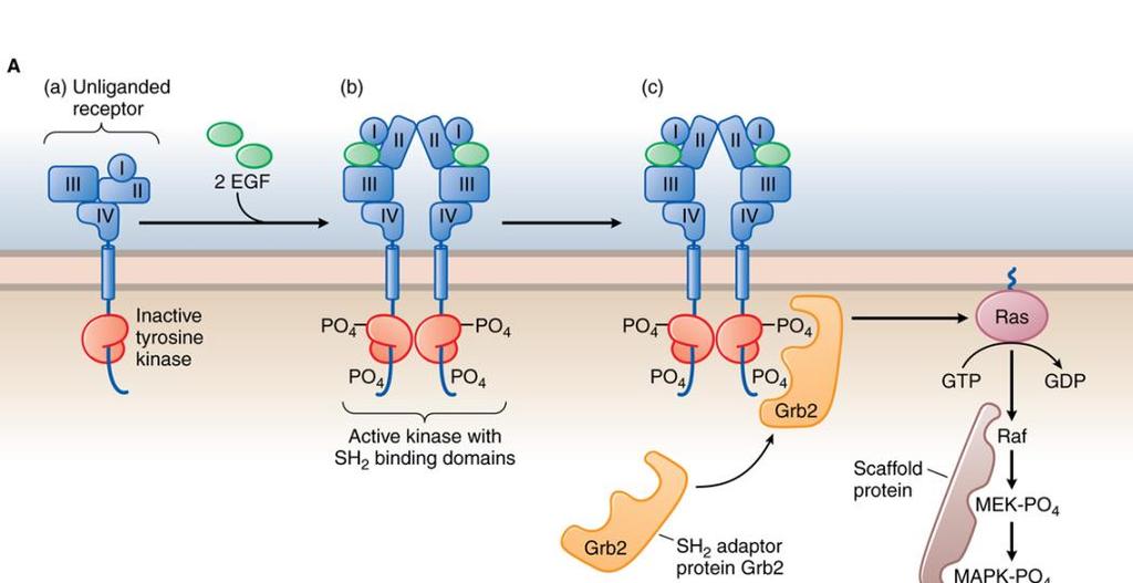 receptors Receptor is linked to enzyme Ligand binding activates