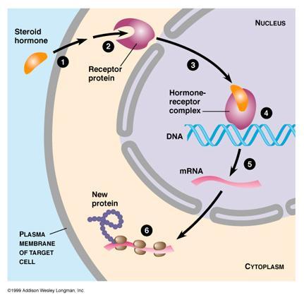 inside cell Ligand-receptor complex moves to nucleus and affects