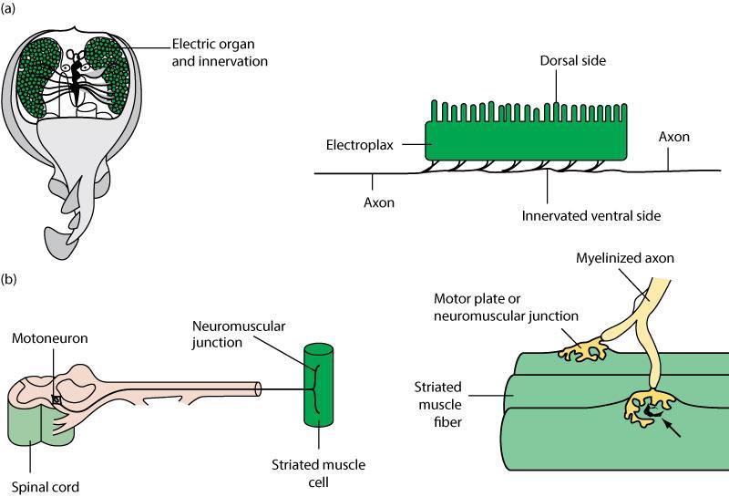 modified muscle cells that do not contract.
