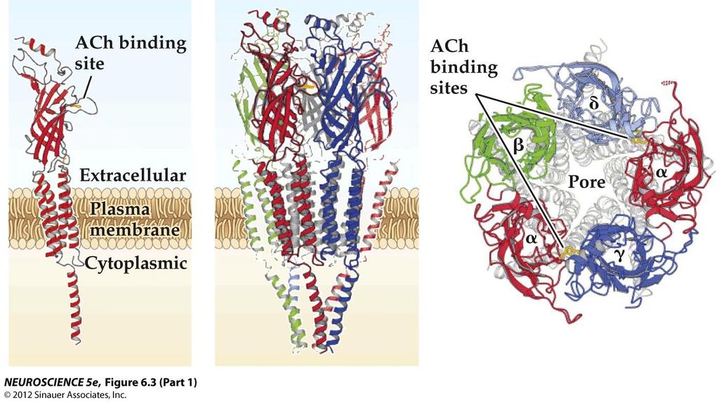 The nachr of the neuromuscular junction is a cationic channel made of 5 subunits:(2)a, b, g, d (c) a subunit 5 subunits (a) Schematic representation of the primary sequence of the α- (α 1 α 9 ) and