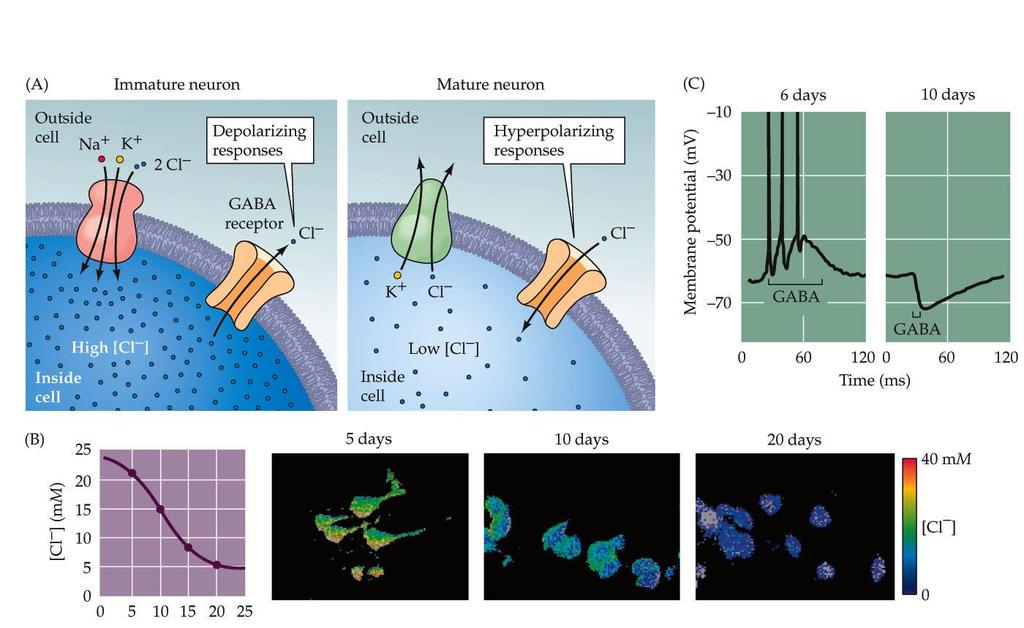 Excitatory actions of GABA during