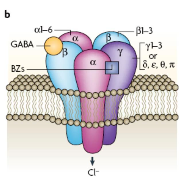 GABA A Rs are made of variable combinations of at least 18 different subunits (each receptor is a heteropentameric Cl - channel) a 1-6 b 1-3 g 1-3 qh Jacob et al.