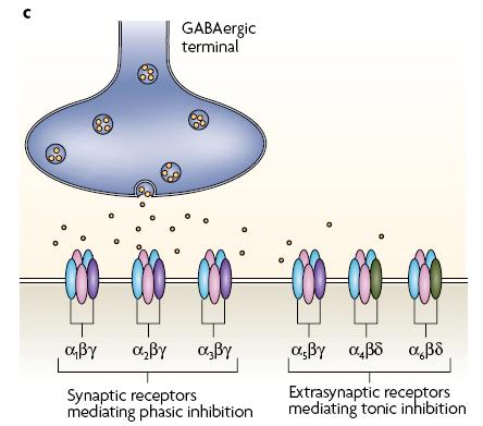 GABA A R subunit compositions at synaptic sites differ from those located at extra-synaptic sites GABA A Rs composed of a(1 3) subunits together with β and γ subunits are thought to be primarily