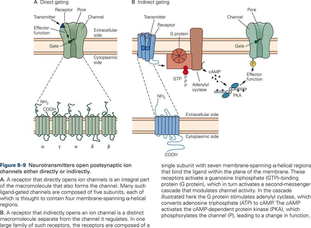 Activation and signal transduction of neurotransmitter receptors Direct activation of an ion