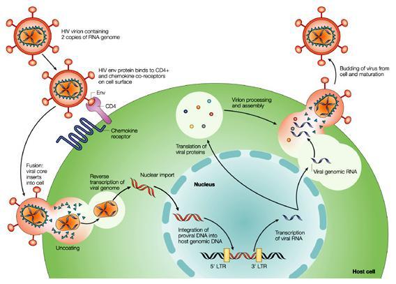 Figure 3. HIV replication cycle. Reprinted with permission from (31). 1.2.3 HIV genetic variation HIV is one of the most rapidly evolving pathogens.