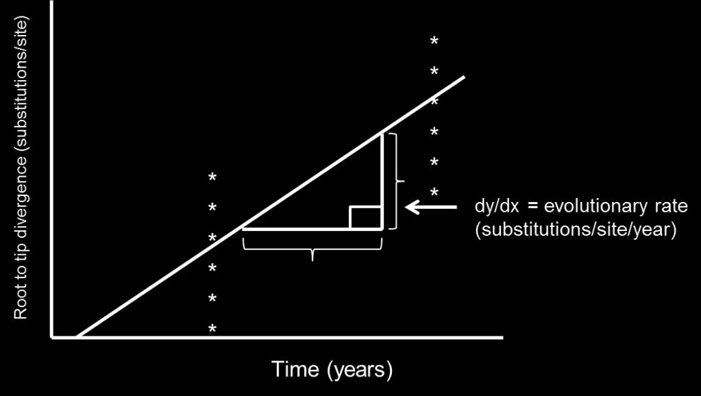 estimated by dividing the nucleotide changes per site by the time between sampling (Figure 8). Figure 8. Evolutionary rate estimations using root to tip regression analysis.