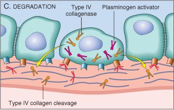 type IV collagenase and plasminogen activator Degradation