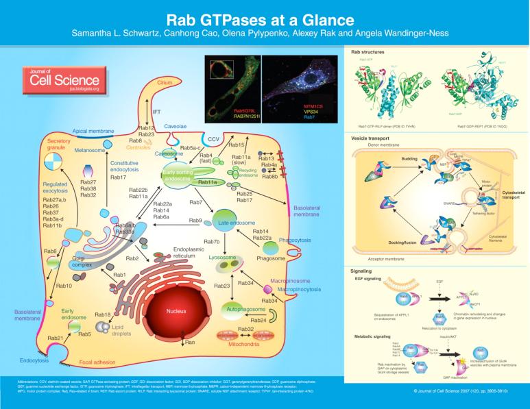 Ig-superfamily Receptors) Hormones & Hormone Receptors (e.g., GPCRs) G-Proteins Small G-proteins (e.g., Ras, Rab, Rho) Heterotrimeric G-proteins Second Messengers (e.g., Ca++, camp, DAG) Kinases &