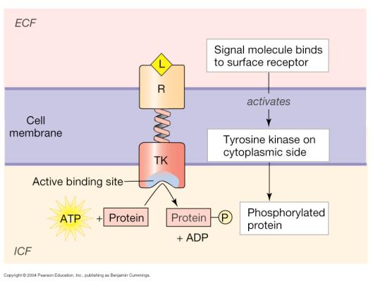 across membrane Binding of ligand to extracellular receptor domain Somehow transduces signal through TM domain Resulting in activation of intracellular kinase domain G Protein-Coupled Receptors =
