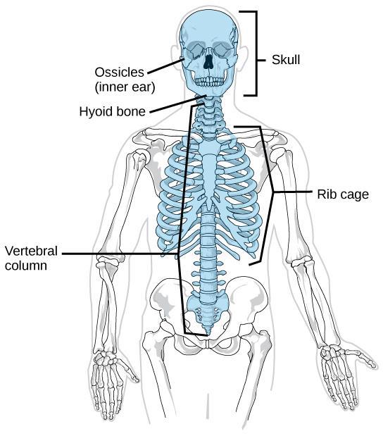 2 Introduction to Cervical Spine Anatomy 2.