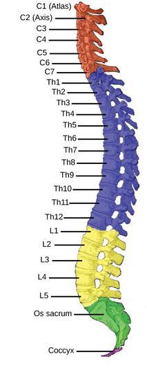 cervical spine and consists of seven vertebrae. Below the cervical spine lies the twelve vertebrae of the thoracic spine. The region under thoracic is called lumber spine.