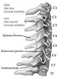 Figure 2.4. Structure of the cervical spine. From Cervical Spine Fractures, by Parker, L., http://www.hughston.com/hha/a.cspine.htm. Copyright by Parker, L.