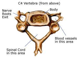 Figure 2.11. Vertebral body. From Cervical Spine Anatomy Animation, by Vertical health, 2014, http://www.spineuniverse.com/anatomy/cervical-spine-anatomy-animation. Copyright 2014 by Vertical health.