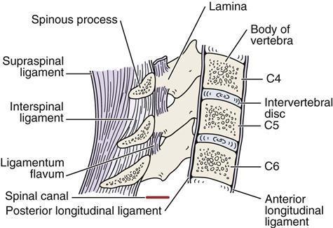 Figure 2.18. Different ligaments in the cervical spine region. From From Cervical Spine, by Warrior, W., 2015, http://clinicalgate.com/cervical-spine-3/. Copyright 2015 by Warrior, W.
