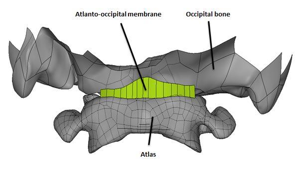 along with the anterior longitudinal ligament. Figure 2.20 showing the location of the Atlantooccipital ligament (Clark, 2005). Figure 2.20. Frontal view of Atlanto-occipital ligament.