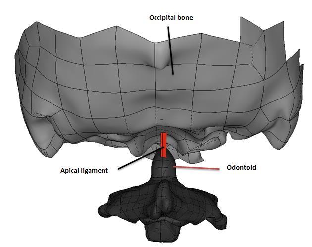 It helps holding the odontoid in place as it helps in stabilizing craniocervical junction (Clark, 2005). Figure 2.21. Posterior view of apical ligament.