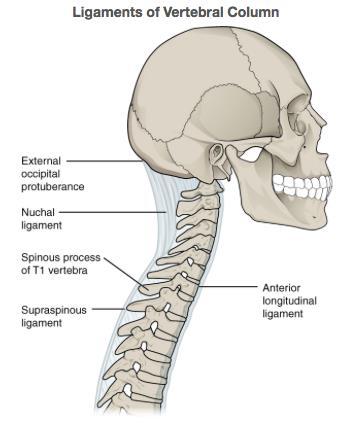 Figure 2.24. Side view of anterior longitudinal ligament. From Supraspinous Ligament, by Sareen, A., 2014, http://www.physio-pedia.com/file:supraspinous_lig.jpg. Copyright 2014 by Sareen, A.