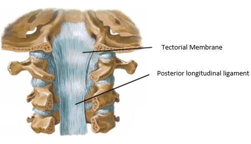 extending down the spinal column.