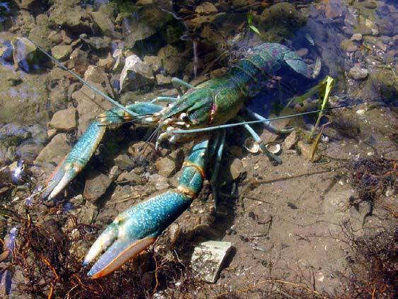 Effects of Different Protein Levels in Practical Diets on Growth and Survival of Australian Red Claw Crayfish Grown in