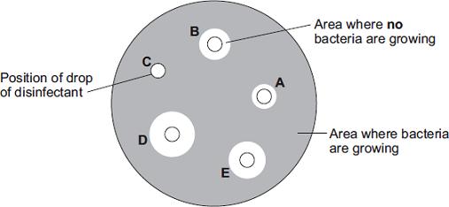 (b) After the culture had been prepared, the student added one drop of each of five disinfectants, A, B, C, D and E, onto the culture. The diagram shows the appearance of the Petri dish 3 days later.