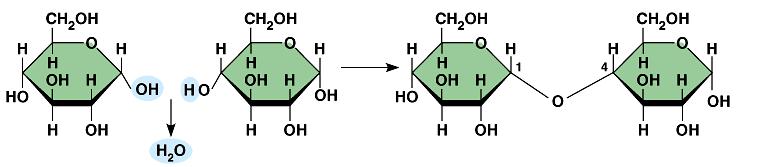 Building sugars Dehydration synthesis monosaccharides disaccharide glucose 2 O glucose