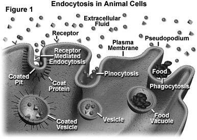 TYPES OF ENDOCYTOSIS Clathrin-coated pits provide the main route for endocytosis of bulk
