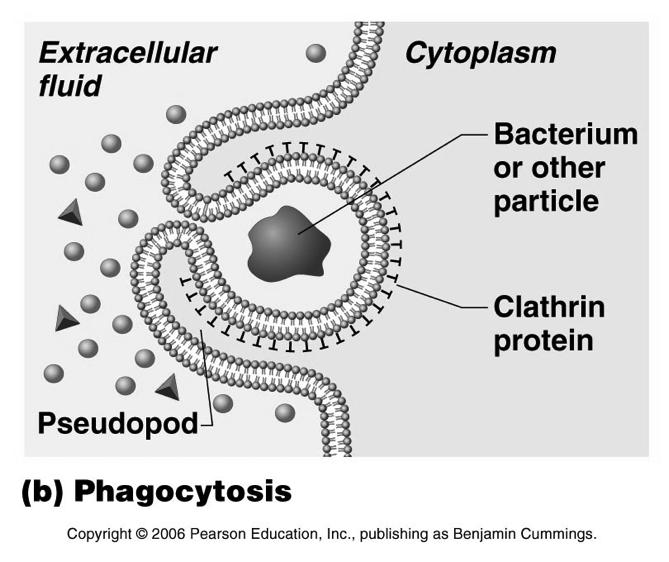 Clathrin ENDOCYTOSIS Clathrin-coated pits are also used in the typical phagocytosis process, where large chinks of material are internalized!